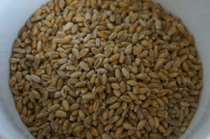 Dinkel – Warum dieses Korn so besonders ist